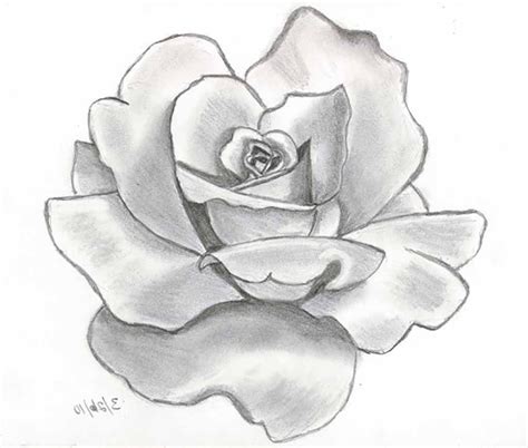 Image Result For Beginner Charcoal Drawing Ideas Flower Sketch Pencil