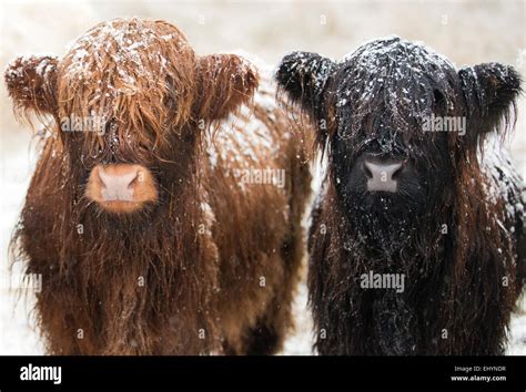 Two Young Highland Cows Covered In Snow Stock Photo Alamy