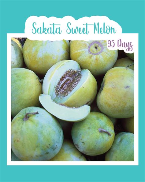 Sakata Sweet Melon Seed Mail Seed Mail Seed Co