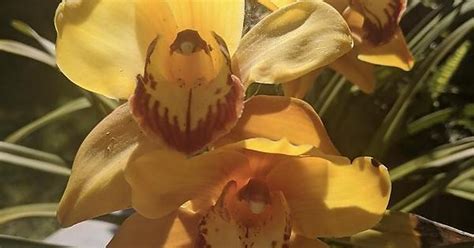 Cymbidiums Album On Imgur