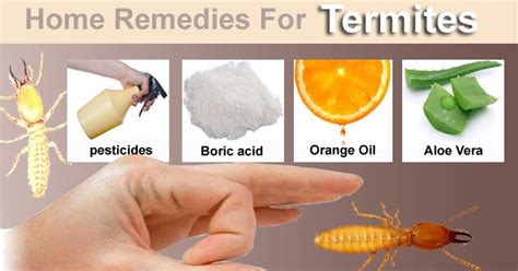 How To Get Rid Of Termites With Easy And Simple Remedies Arbkan