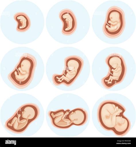 Un Conjunto De Desarrollo Embrionario Ilustraci N Imagen Vector De