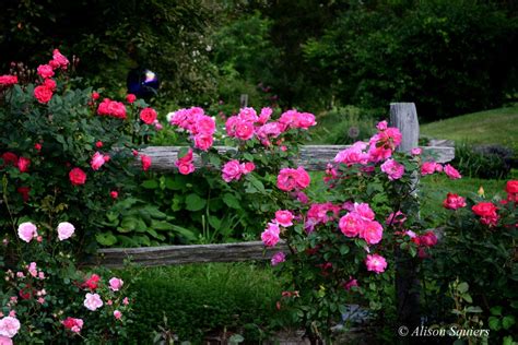 Pink Roses Rose Photography Rose Wall Art Garden Fence Etsy Diy