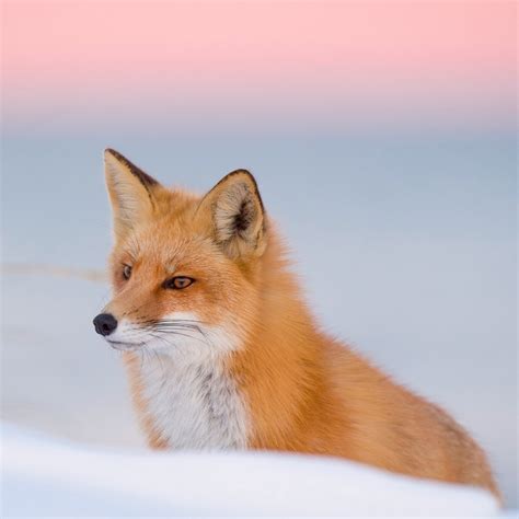 Fox Pfp