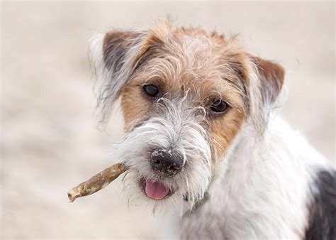 Friendly, outgoing and playful, the breed is tenacious in the field and affectionate at home. Wirehaired Dog Breeds