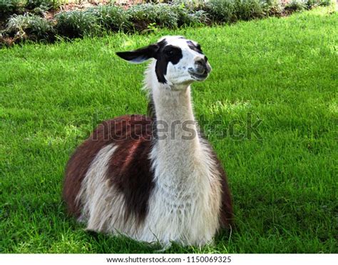 Llama Lying Down Grass Stock Photo 1150069325 Shutterstock