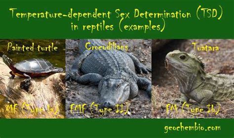 14 Temperature Dependent Sex Determination Tds In Some Reptiles