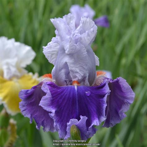 Tall Bearded Iris Iris Racing Heart In The Irises Database