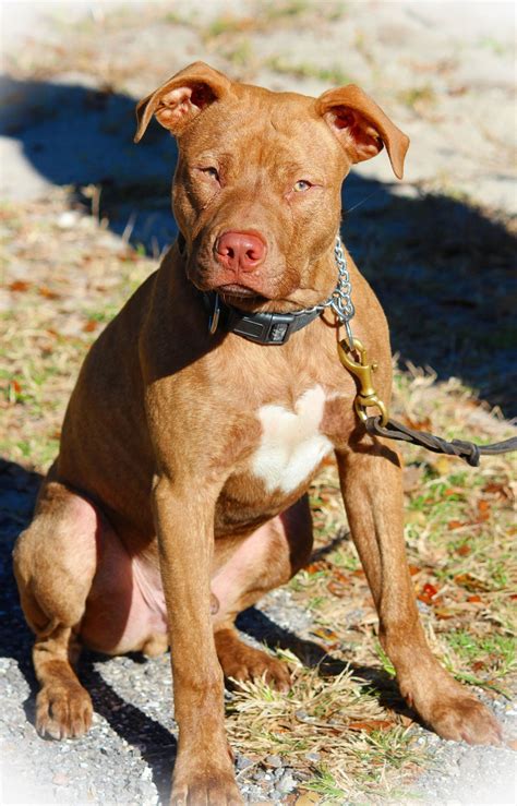 Characteristic Features Of Red Nose Pit Bulls You Should Know Red