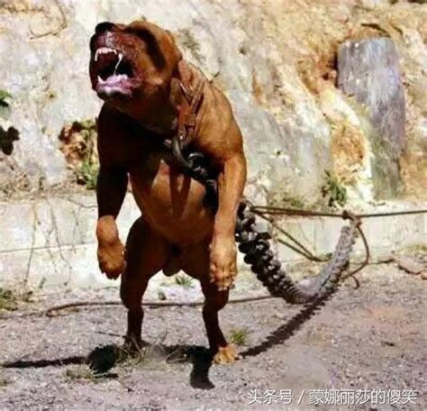 國際公認戰鬥力最強智商最高的狗，美國比特犬，比藏獒還猛 每日頭條