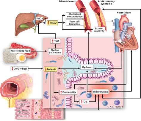 The Gut Microbiome In Coronary Artery Disease And Heart Failure