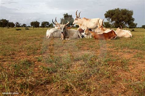 Troupeau de vaches dans le diéri - Kamikazz • Agence photo