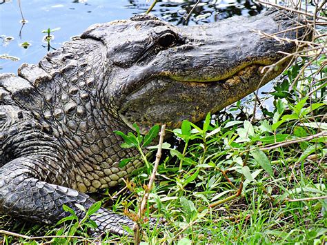 Wildlife Photography American Alligator