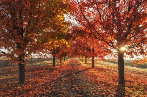 Autumn Trees Wallpaper Widescreen