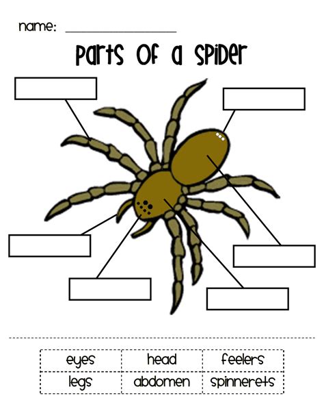 Totally eight… seven noble houses and the. Parts of a Spider.pdf - Google Drive | Spider activities ...