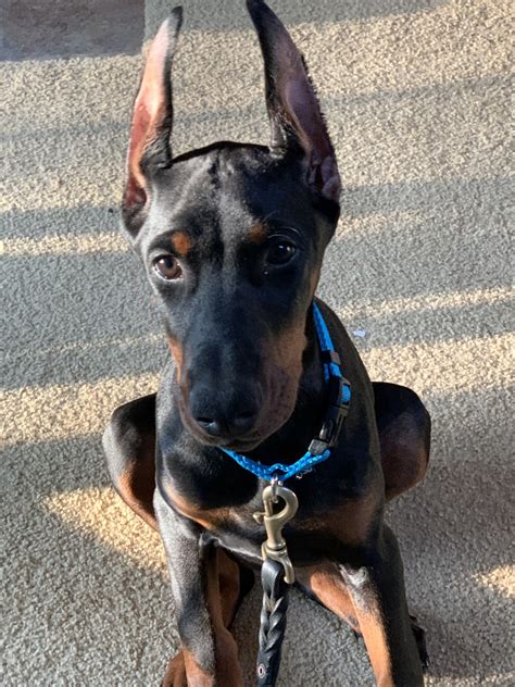 They truly poses the look of eagles. Doberman Pinscher Puppies For Sale | Naperville, IL #335140