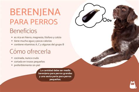 Cómo alimentar a nuestro perro con berenjenas