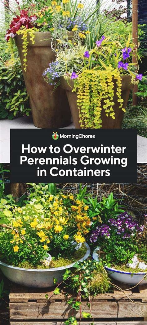 How To Overwinter Perennials Growing In Containers