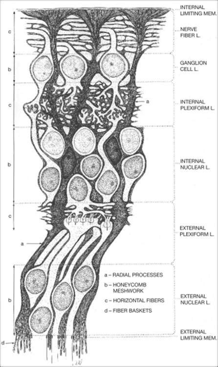 In mammalian retina, three types of glia have been identified: Muller Cells and the Retinal Pigment Epithelium - RETINA ...