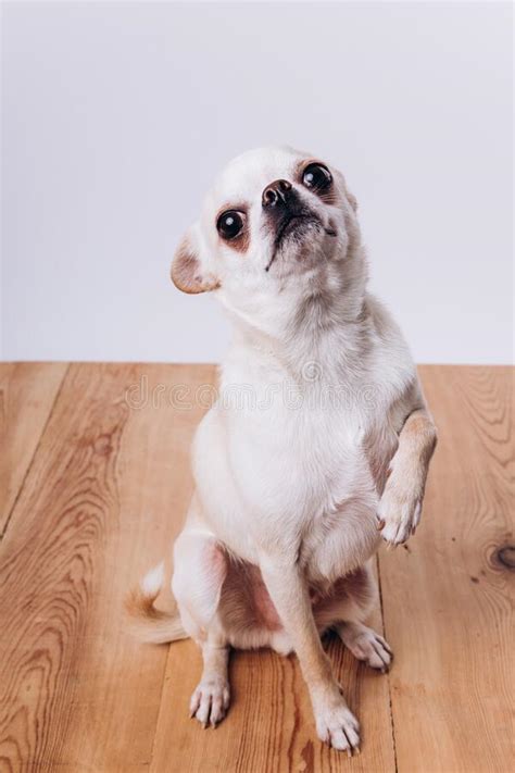 Entrenamiento Y Cuidado De Un Perro Chihuahua Foto De Archivo Imagen