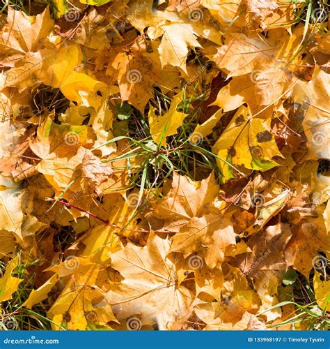 Seamless Autumn Leaves On The Grass Texture Background Nature Stock