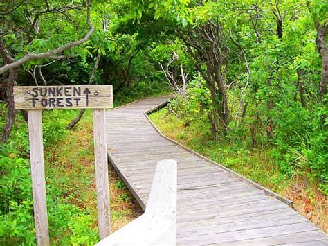 Sunken Forest Fire Island Long Island Ny Island