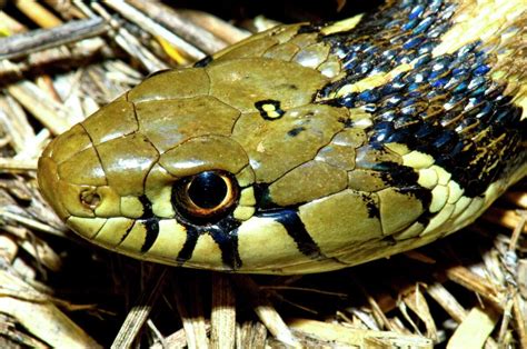 Checkered Garter Snake A Gentle Gorgeous Snake Thats Common In San