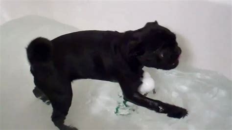 Pug Puppy Taking A Bath Gigi The Black Pug Youtube