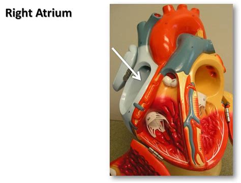 Right Atrium The Anatomy Of The Heart Visual Atlas Page Flickr
