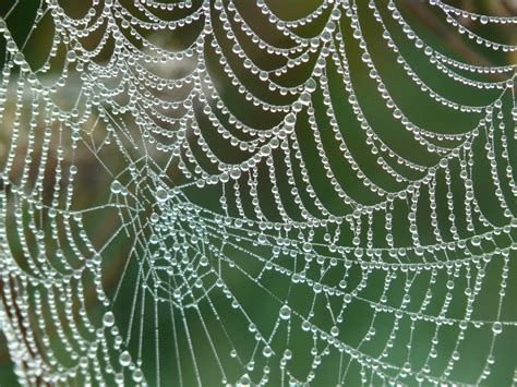 Free Images Water Dew Fauna Material Invertebrate Spider Web
