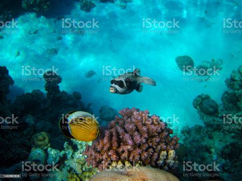 Masked Pufferfish In Red Sea Coral Reef Sharm El Sheikh Egypt Stock