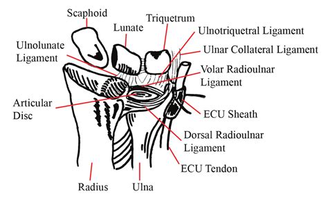 Distal Radioulnar Joint Anatomy Ecu Extensor Carpi Ulnaris Download Scientific Diagram