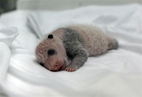 A Newborn Giant Panda Cub One Of The Triplets Which Were Born To Giant