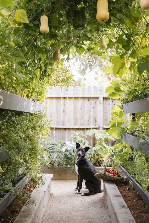 How To Build A Butternut Squash Garden Trellis Vegetable Garden