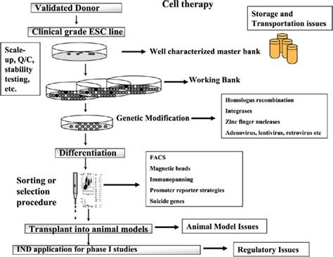 Flow Chart Of The Cell Culture And Gene Targeting Process Download