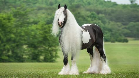 Austin Gypsy Vanner Horse Stallion Youtube