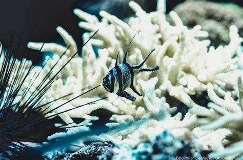 Arti Terumbu Karang Bagi Ekosistem Laut Penjaga Laut
