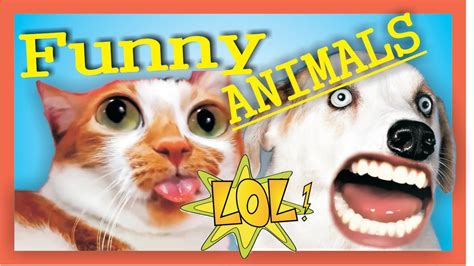 Funny Animals Best Video 2020 Youll Laugh For Surefunny Animals