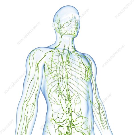 Male Lymphatic System Artwork Stock Image F0062099 Science