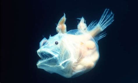 Video Anglerfish Biology Bioluminescence And Lifecycle 2000 Daily