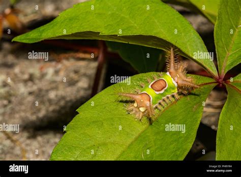 Saddleback Caterpillar Acharia Stimulea Stock Photo Alamy