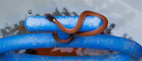 Baby Copperhead Snake Identification Guide Procure Por Estas 5 Coisas
