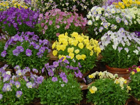 How To Grow And Care For Violas World Of Flowering Plants