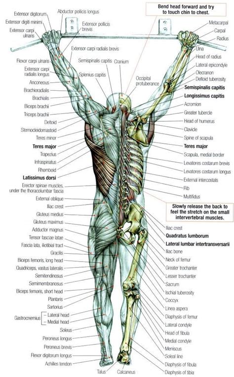 Start studying total body muscle groups. Labeled posterior anatomy | Baby boomer fitness, Muscle ...