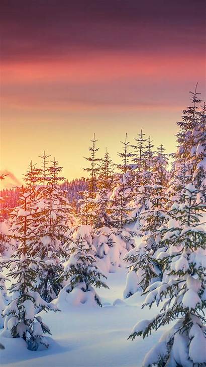 Winter 4k Snow Sunset 8k Wallpapers Pines