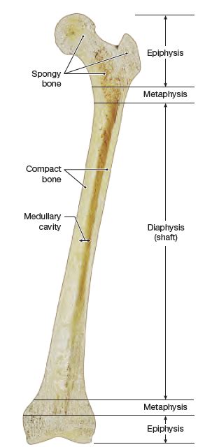 From bone models, identify labeled markings on bones. A photograph of a longitudinal section through a femur ...