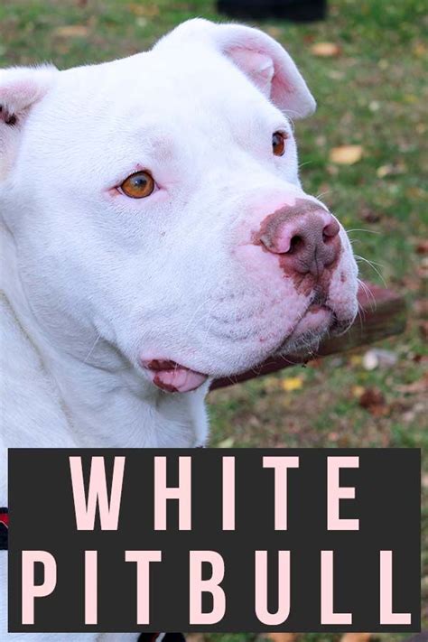 White Pitbull What To Expect From This Beautiful Shade White
