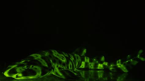 Super Shy Catsharks Have A Weird Way Of Lighting Up NOVA PBS