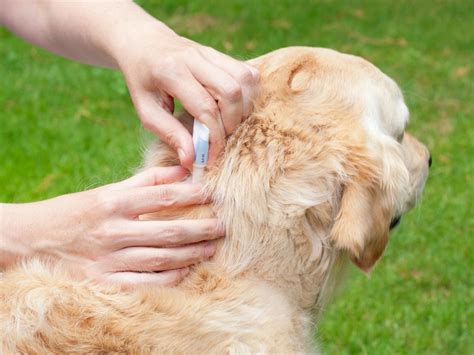 A Review Of Dog Flea Treatments What Are The Options For Your Pet