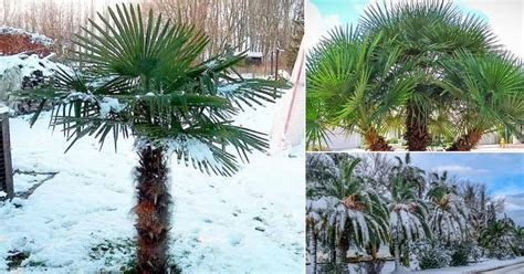 21 Most Cold Tolerant Palm Trees Artofit